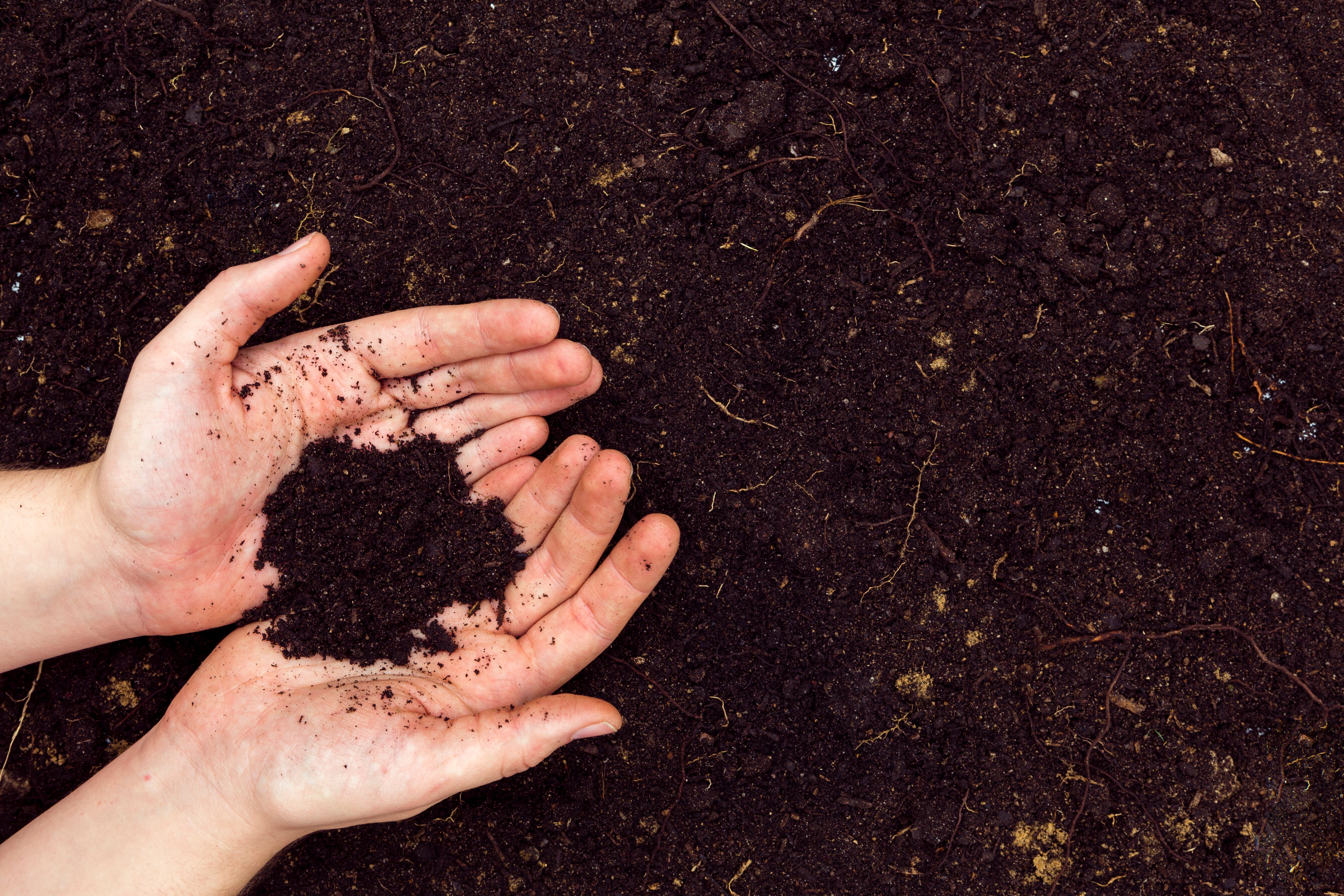 Skin as Soil: What Nature Teaches Us About Barrier Health