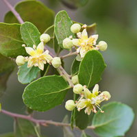 Quillaja Saponaria Bark Extract